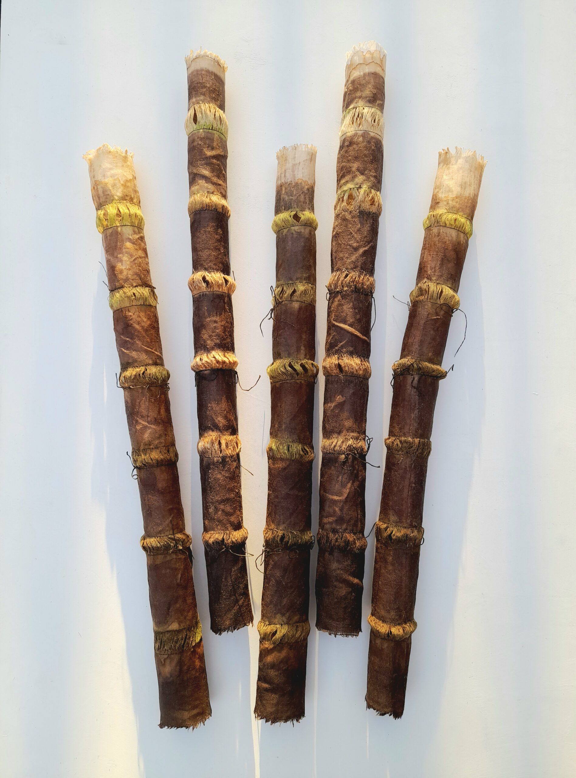 Giant Horsetail Reed Cluster by Carol Harvey