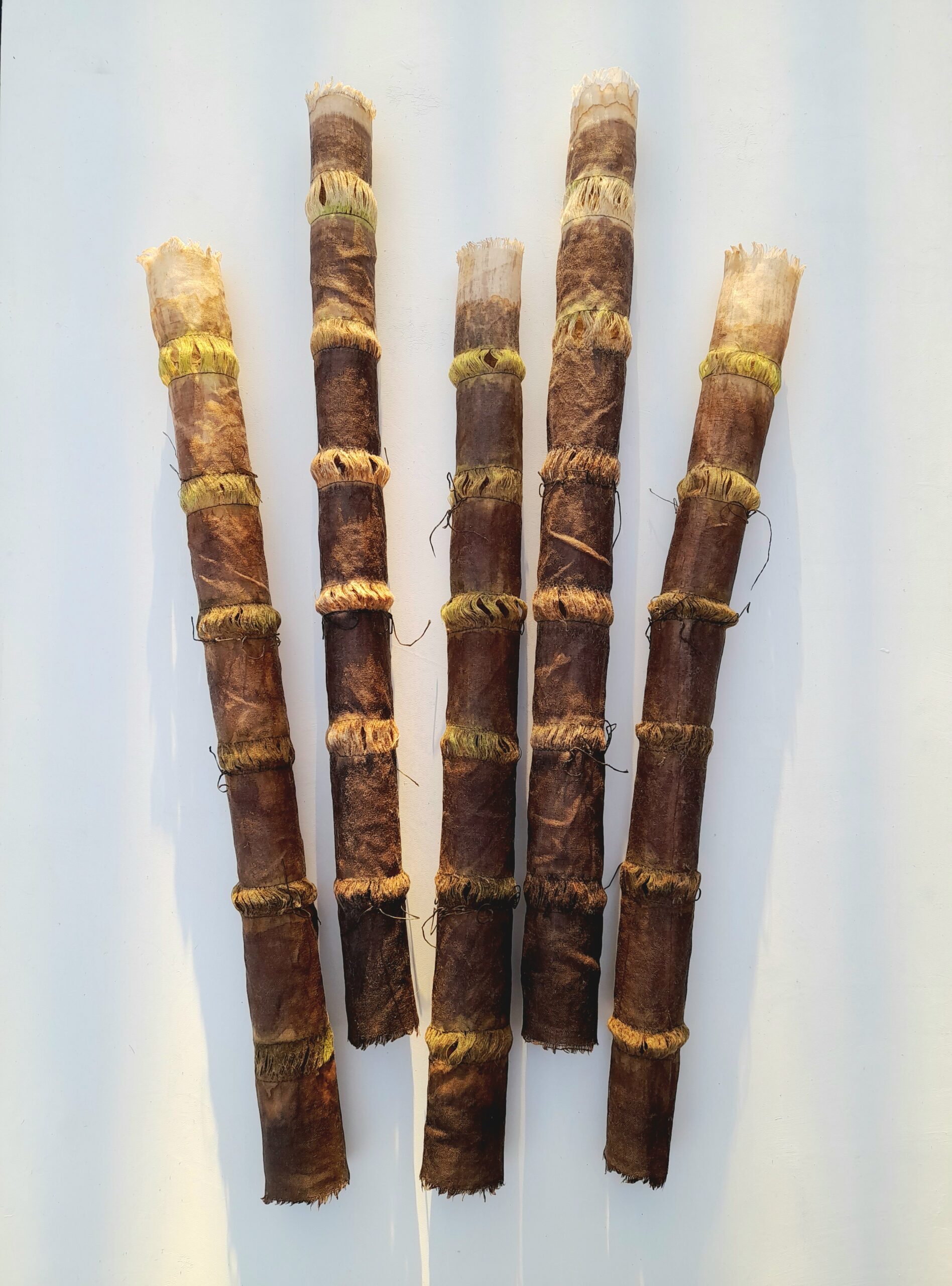 Giant Horsetail Reed Cluster by Carol Harvey